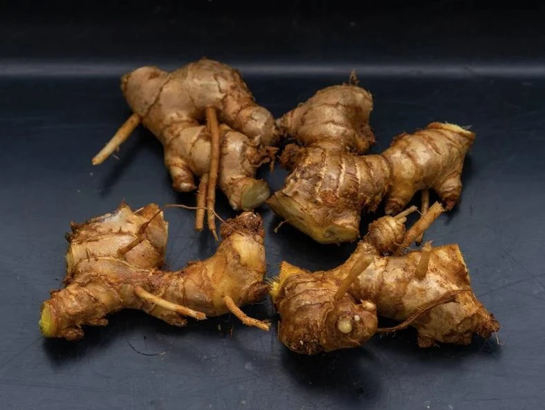 Shampoo Ginger Rhizomes - 3 Pack Live Pinecone Ginger Bulbs (Zingiber zerumbet) - Tropical, Indoor/Outdoor - Image 2