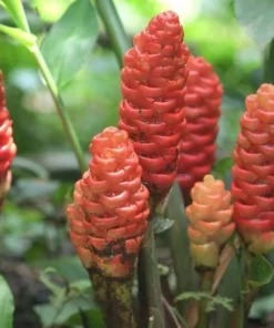 Shampoo Ginger Rhizomes - 3 Pack Live Pinecone Ginger Bulbs (Zingiber zerumbet) - Tropical, Indoor/Outdoor - Image 3