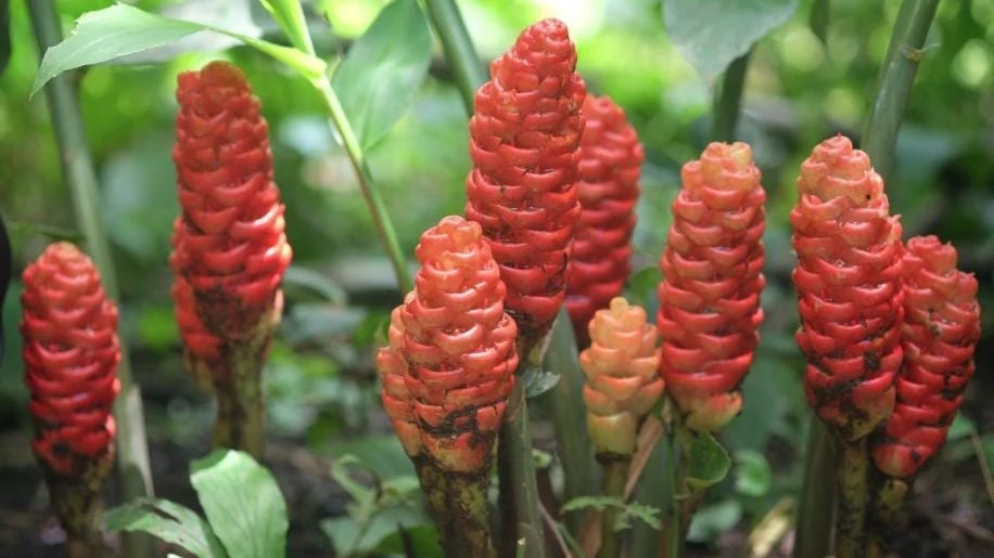 Shampoo Ginger Rhizomes - 3 Pack Live Pinecone Ginger Bulbs (Zingiber zerumbet) - Tropical, Indoor/Outdoor - Image 3