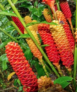 Shampoo Ginger Rhizomes - 3 Pack Live Pinecone Ginger Bulbs (Zingiber zerumbet) - Tropical, Indoor/Outdoor - Image 6
