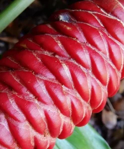 Shampoo Ginger Rhizomes - 3 Pack Live Pinecone Ginger Bulbs (Zingiber zerumbet) - Tropical, Indoor/Outdoor - Image 7
