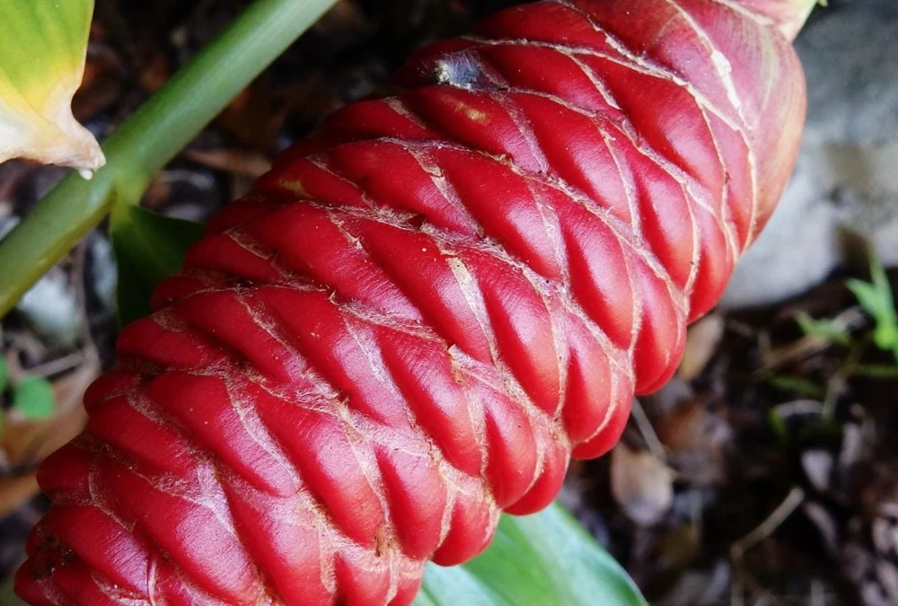 Shampoo Ginger Rhizomes - 3 Pack Live Pinecone Ginger Bulbs (Zingiber zerumbet) - Tropical, Indoor/Outdoor - Image 7