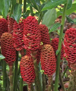 Shampoo Ginger Rhizomes - 3 Pack Live Pinecone Ginger Bulbs (Zingiber zerumbet) - Tropical, Indoor/Outdoor - Image 8