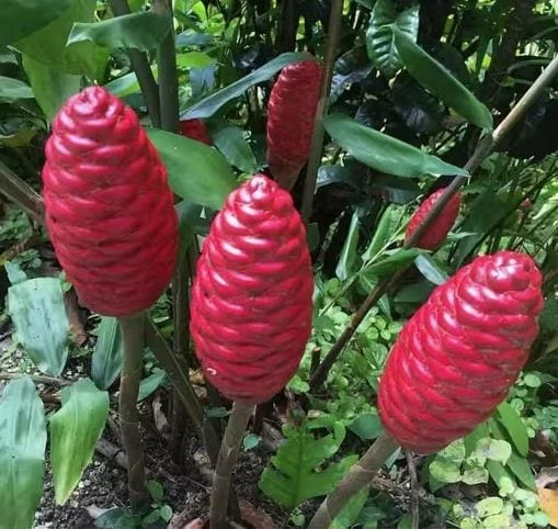 Shampoo Ginger Rhizomes - 3 Pack Live Pinecone Ginger Bulbs (Zingiber zerumbet) - Tropical, Indoor/Outdoor - Image 9