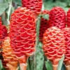 Shampoo Ginger Rhizomes - 3 Pack Live Pinecone Ginger Bulbs (Zingiber zerumbet) - Tropical, Indoor/Outdoor - Image 1