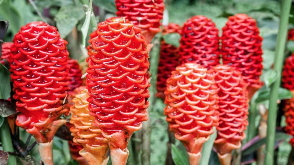 Shampoo Ginger Rhizomes - 3 Pack Live Pinecone Ginger Bulbs (Zingiber zerumbet) - Tropical, Indoor/Outdoor - Image 1