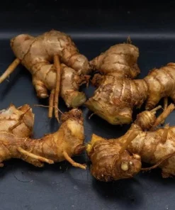 Shampoo Ginger Rhizomes - 4 Pack Live Pinecone Ginger Plant (Zingiber zerumbet) - Tropical, Indoor/Outdoor - Image 3