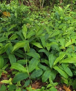Shampoo Ginger Rhizomes - 4 Pack Live Pinecone Ginger Plant (Zingiber zerumbet) - Tropical, Indoor/Outdoor - Image 5