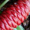 Shampoo Ginger Rhizomes - 4 Pack Live Pinecone Ginger Plant (Zingiber zerumbet) - Tropical, Indoor/Outdoor - Image 1