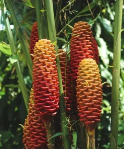 Shampoo Ginger Rhizomes - 4 Pack Live Pinecone Ginger Plant (Zingiber zerumbet) - Tropical, Indoor/Outdoor - Image 6