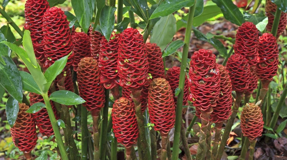 Shampoo Ginger Rhizomes - 4 Pack Live Pinecone Ginger Plant (Zingiber zerumbet) - Tropical, Indoor/Outdoor - Image 8