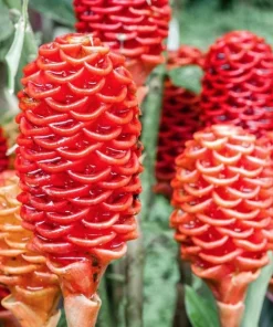 Shampoo Ginger Rhizomes Live Plant - 5 Pack Exotic Pinecone Ginger, Red Blooms, Indoor/Outdoor - Image 1