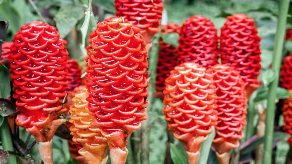 Shampoo Ginger Rhizomes Live Plant - 5 Pack Exotic Pinecone Ginger, Red Blooms, Indoor/Outdoor - Image 1