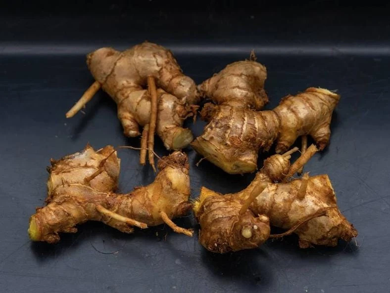 Shampoo Ginger Rhizomes Live Plant - 5 Pack Exotic Pinecone Ginger, Red Blooms, Indoor/Outdoor - Image 2