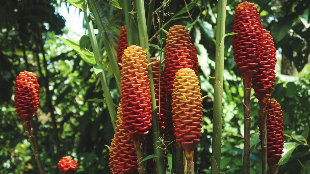 Shampoo Ginger Rhizomes Live Plant - 5 Pack Exotic Pinecone Ginger, Red Blooms, Indoor/Outdoor - Image 5