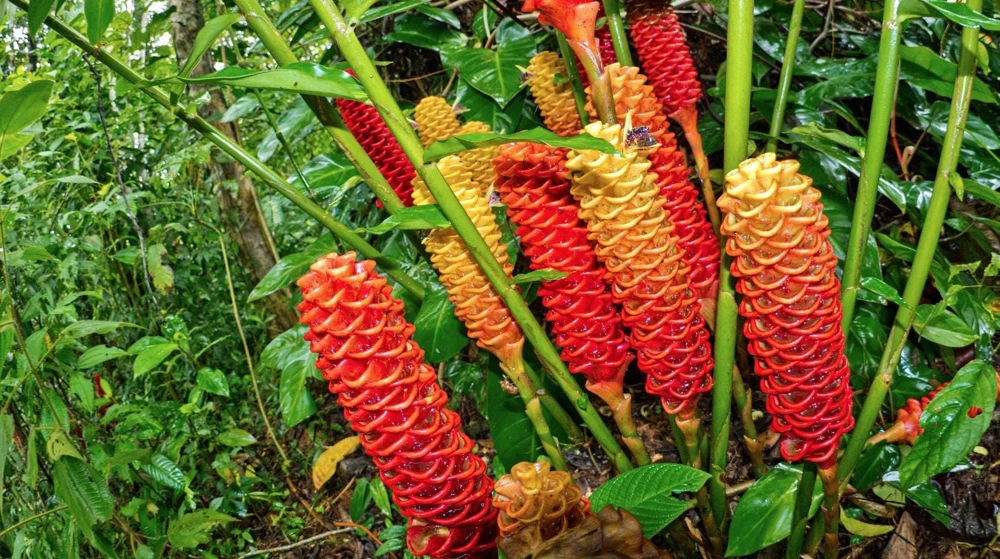 Shampoo Ginger Rhizomes Live Plant - 5 Pack Exotic Pinecone Ginger, Red Blooms, Indoor/Outdoor - Image 6