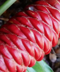 Shampoo Ginger Rhizomes Live Plant - 5 Pack Exotic Pinecone Ginger, Red Blooms, Indoor/Outdoor - Image 7