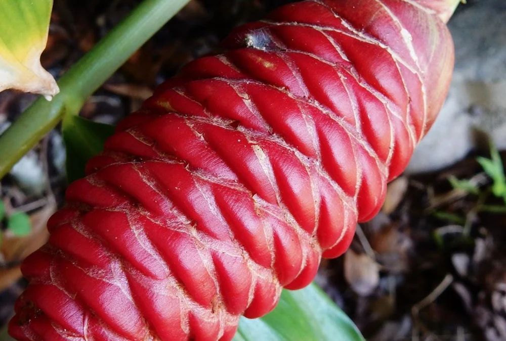Shampoo Ginger Rhizomes Live Plant - 5 Pack Exotic Pinecone Ginger, Red Blooms, Indoor/Outdoor - Image 7