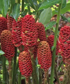Shampoo Ginger Rhizomes Live Plant - 5 Pack Exotic Pinecone Ginger, Red Blooms, Indoor/Outdoor - Image 8