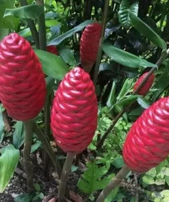 Shampoo Ginger Rhizomes Live Plant - 5 Pack Exotic Pinecone Ginger, Red Blooms, Indoor/Outdoor - Image 9