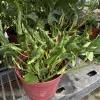 Shangri La Pothos Live Plant – Rare Epipremnum aureum Houseplant - Image 1