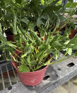 Shangri La Pothos Live Plant – Rare Epipremnum aureum Houseplant - Image 1