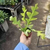 Sharktooth Fern Live Plant – Ric Rac Cactus – 3in Pot – Indoor - Image 1