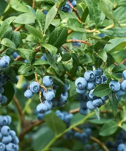 Sharpblue Blueberry Live Plant - 4-8 inch Southern Blueberry Bush for Planting - Image 2