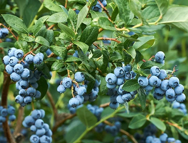 Sharpblue Blueberry Live Plant - 4-8 inch Southern Blueberry Bush for Planting - Image 2