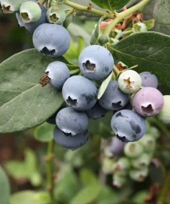 Sharpblue Blueberry Live Plant - 4-8 inch Southern Blueberry Bush for Planting - Image 3