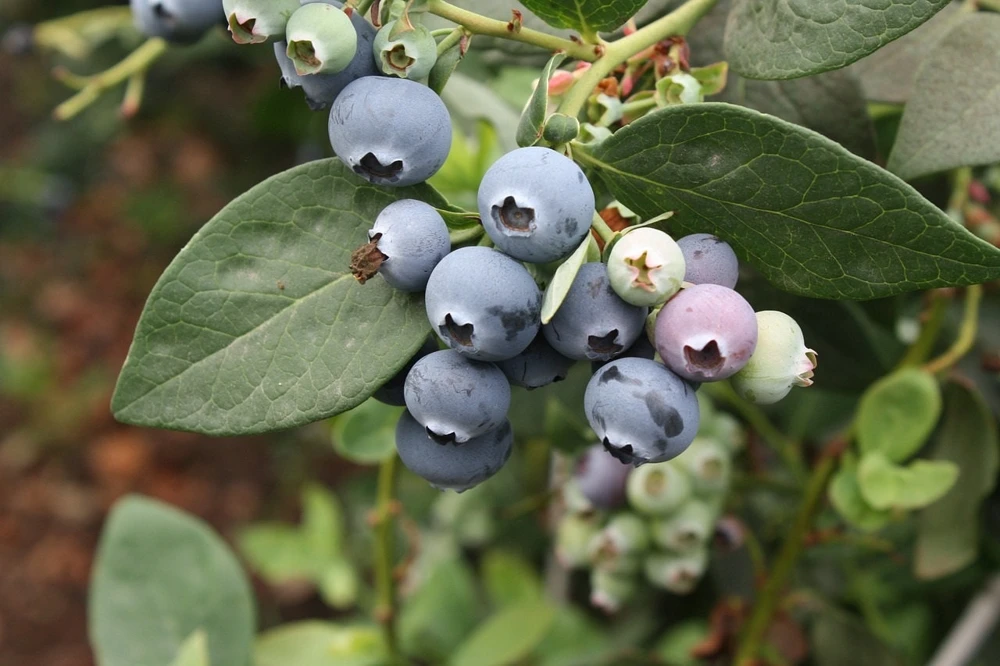 Sharpblue Blueberry Live Plant - 4-8 inch Southern Blueberry Bush for Planting - Image 3