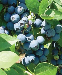 Sharpblue Blueberry Live Plant - 4-8 inch Southern Blueberry Bush for Planting - Image 5