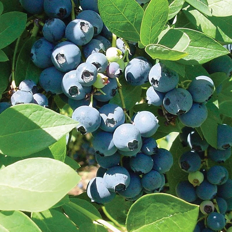 Sharpblue Blueberry Live Plant - 4-8 inch Southern Blueberry Bush for Planting - Image 5