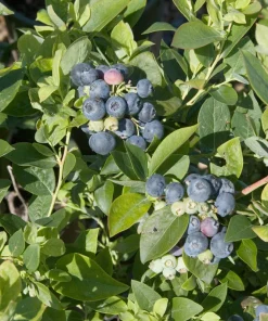 Sharpblue Blueberry Live Plant - 4-8 inch Southern Blueberry Bush for Planting - Image 6