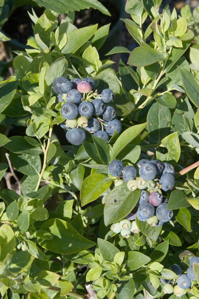 Sharpblue Blueberry Live Plant - 4-8 inch Southern Blueberry Bush for Planting - Image 6