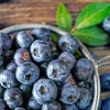 Sharpblue Blueberry Live Plant - 4-8 inch Southern Blueberry Bush for Planting - Image 1