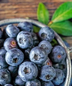 Sharpblue Blueberry Live Plant - 4-8 inch Southern Blueberry Bush for Planting - Image 1
