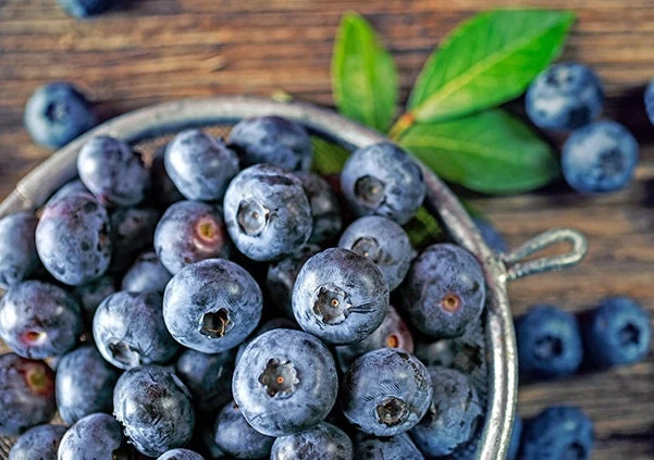 Sharpblue Blueberry Live Plant - 4-8 inch Southern Blueberry Bush for Planting - Image 1
