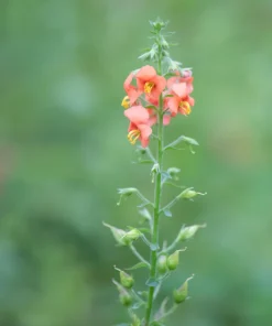 Shell Pink Mask Flower Seeds, Alonsoa Meridionalis, Pink, 50 Seeds, Perennial/Annual - Image 2