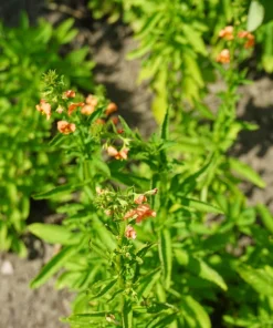 Shell Pink Mask Flower Seeds, Alonsoa Meridionalis, Pink, 50 Seeds, Perennial/Annual - Image 3