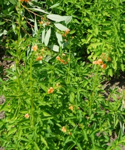 Shell Pink Mask Flower Seeds, Alonsoa Meridionalis, Pink, 50 Seeds, Perennial/Annual - Image 4