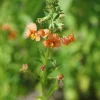 Shell Pink Mask Flower Seeds, Alonsoa Meridionalis, Pink, 50 Seeds, Perennial/Annual - Image 1