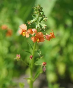 Shell Pink Mask Flower Seeds, Alonsoa Meridionalis, Pink, 50 Seeds, Perennial/Annual - Image 1