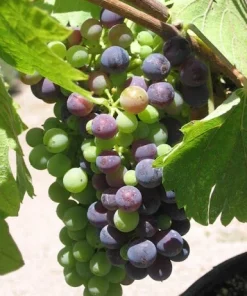 Shiraz (Syrah) Wine Grape Vine Live Plant - 1-2 Year Old Outdoor Vine - Image 2