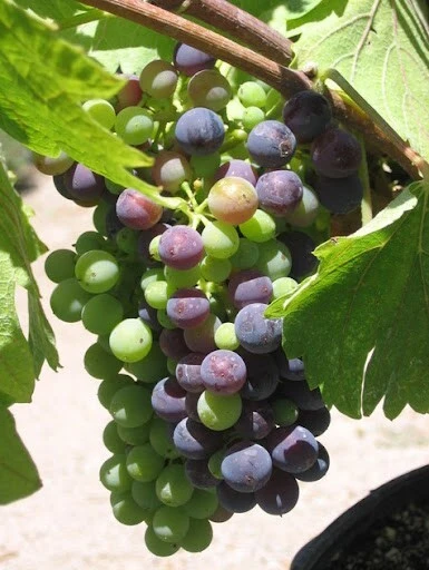 Shiraz (Syrah) Wine Grape Vine Live Plant - 1-2 Year Old Outdoor Vine - Image 2