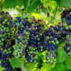 Shiraz (Syrah) Wine Grape Vine Live Plant - 1-2 Year Old Outdoor Vine - Image 1