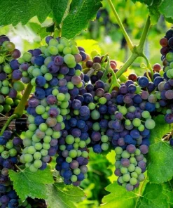 Shiraz (Syrah) Wine Grape Vine Live Plant - 1-2 Year Old Outdoor Vine - Image 1