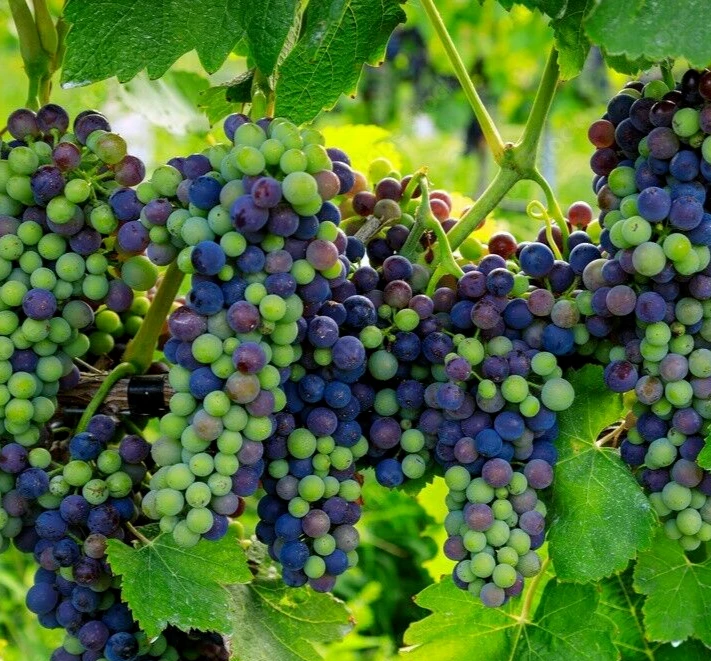 Shiraz (Syrah) Wine Grape Vine Live Plant - 1-2 Year Old Outdoor Vine - Image 1