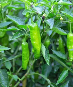 Shishito Pepper Seeds - 50 Count Mild Japanese Chili Vegetable Seeds - Image 3