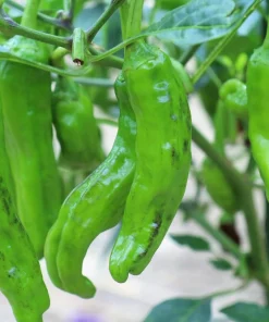 Shishito Pepper Seeds - 50 Count Mild Japanese Chili Vegetable Seeds - Image 4